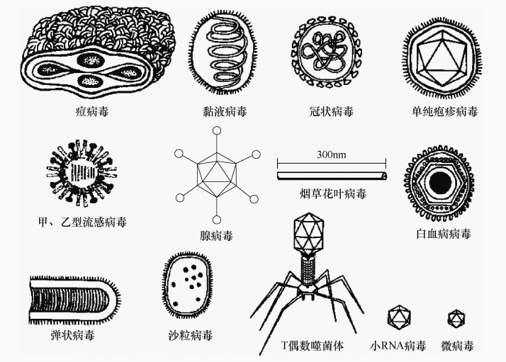 常见病毒的形态及大小