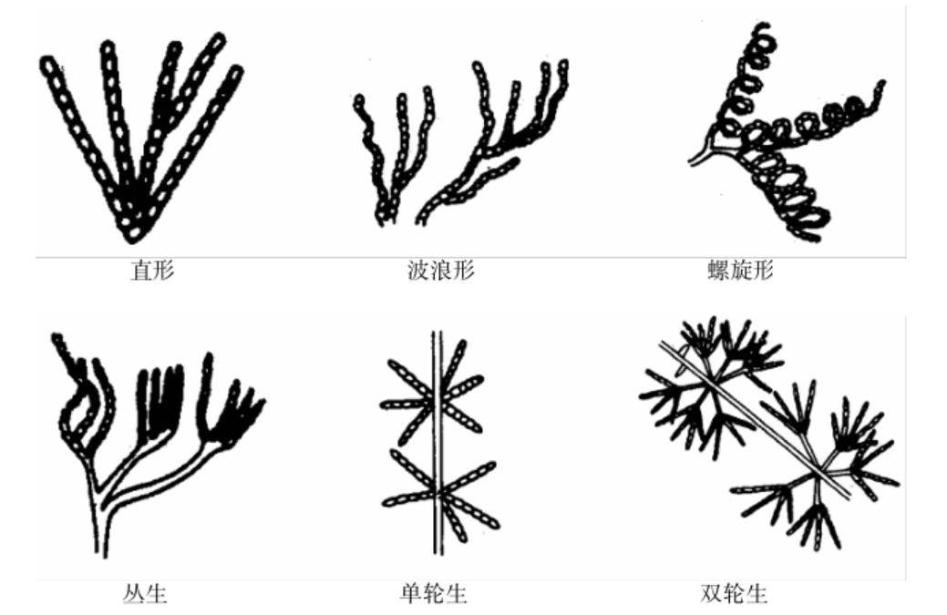 常见放线菌的孢子丝形态及着生方式