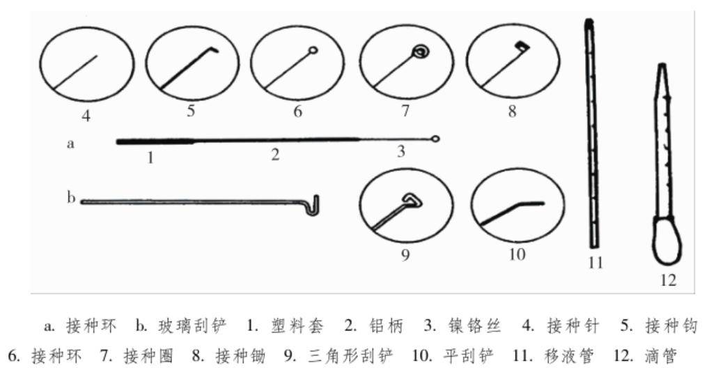 常用微生物的接种工具