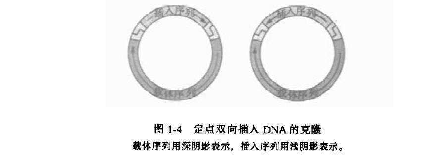 定点双向插入DNA的克隆