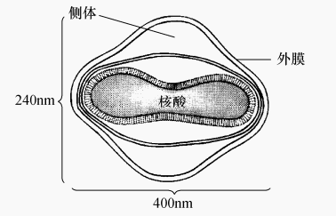 图6 痘病毒的图解