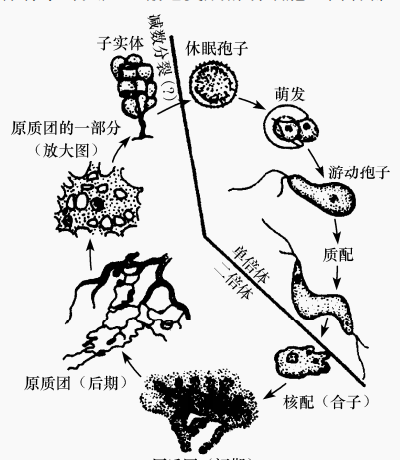 图3 多头绒泡菌的生活周期