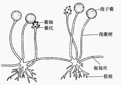 图25 根霉的形态