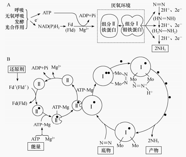 图1 微生物固氮的生化途径及其细节