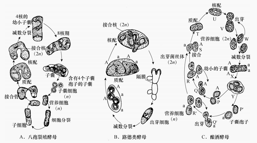 酵母菌的三种生活史