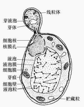 酵母菌细胞结构模式图