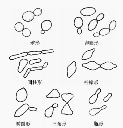 酵母菌的细胞形态