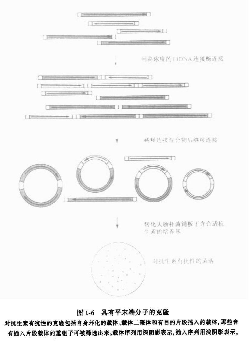具有平末端的分子克隆
