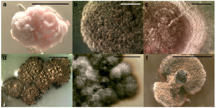 地衣化真菌培养物