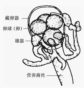 图21 滨海水霉的卵孢子