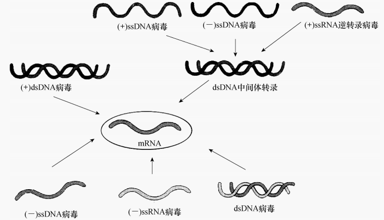 图3 不同核酸型病毒在宿主内 mRNA 的合成方式段