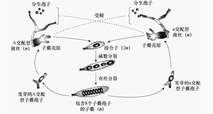 图28脉孢菌的生活史