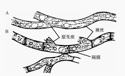 图13霉菌菌丝