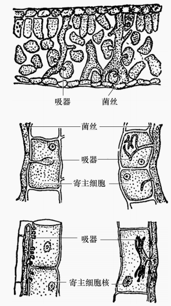 图14 霉菌菌丝吸器的各种类型