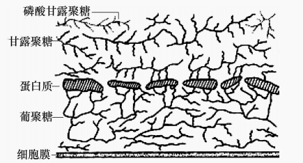 酿酒酵母细胞壁的化学结构