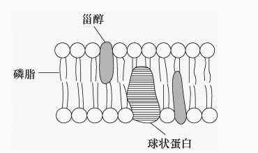 酵母菌细胞膜的三层结构