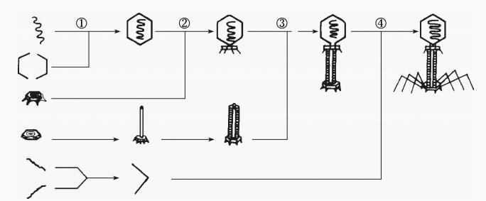 图5 T偶数噬菌体装配示意图