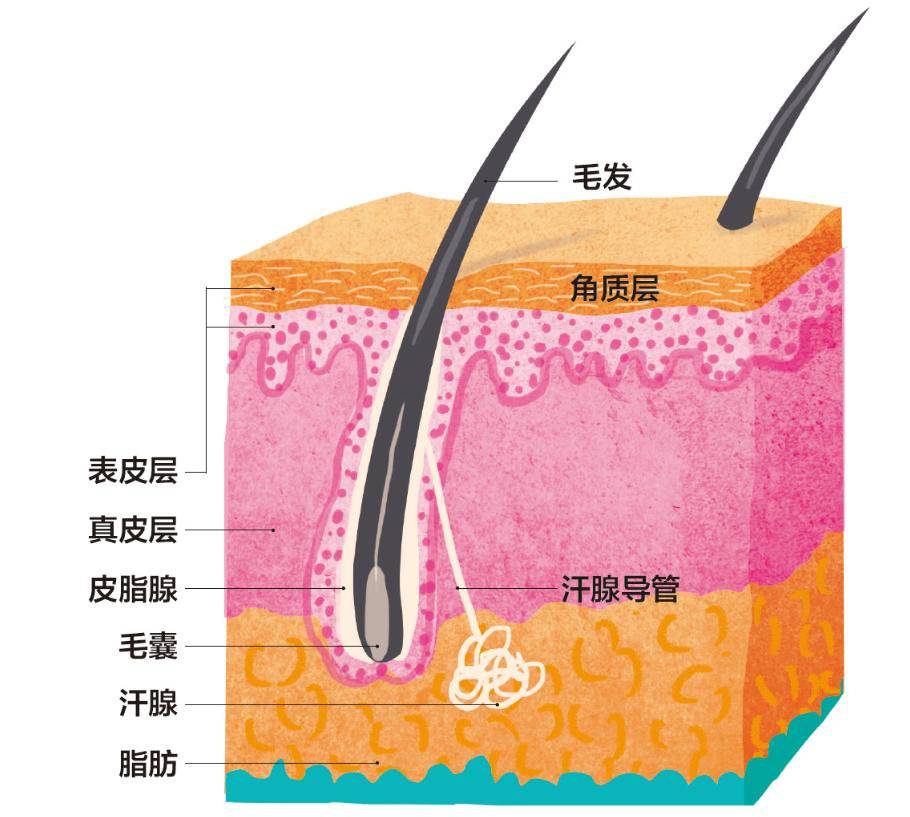 皮肤横截面