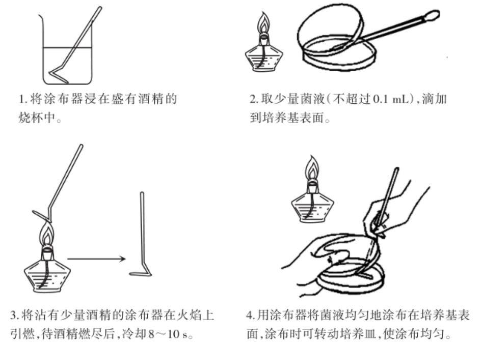 平板涂布操作步骤