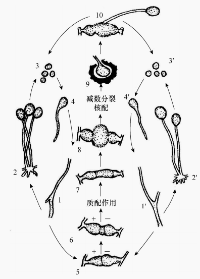 图22 匍枝根的生活史