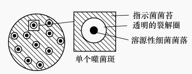 图8溶源性细菌及其特殊噬菌斑(模式图)