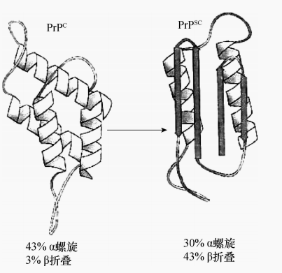 图2肮病毒的结构变异