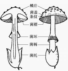 图2伞菌子实体结构示意图