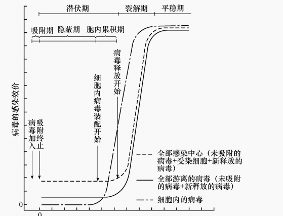 图7 T4噬菌体的一步生长曲线