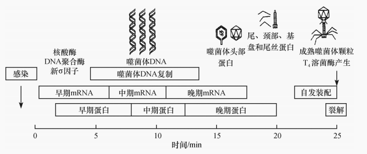 图2 T4 噬菌体转录的三个阶段