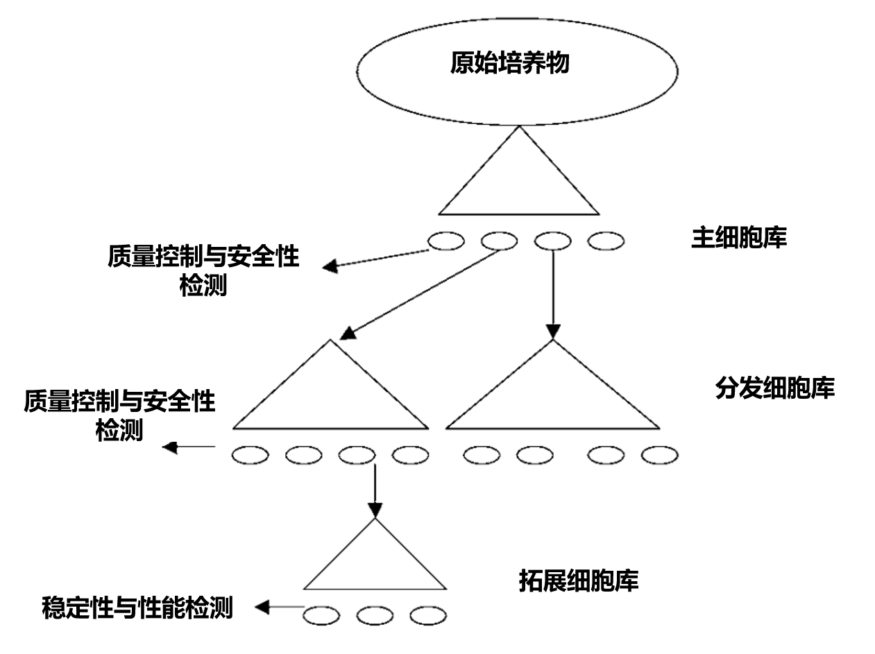 主库与工作库