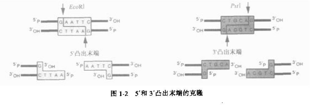 凸出末端的克隆