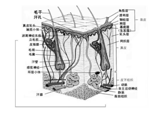 完整的皮肤结构图