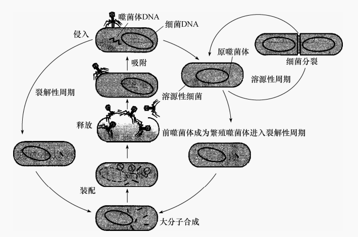 图9 温和噬菌体的生活周期