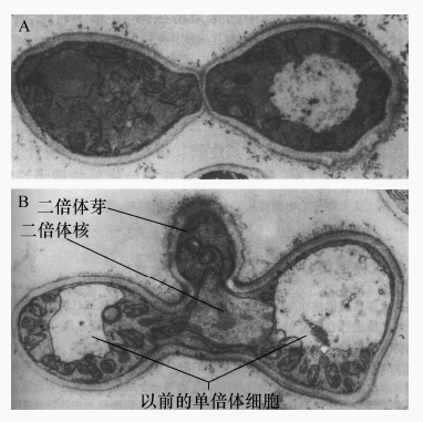 温奇汉逊酵母接合的电镜照片在接合点同时伸出突起:B.核融合并产生二倍体芽)