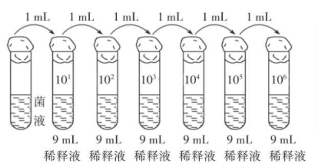从酸奶中分离出乳酸菌稀释过程