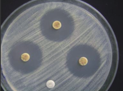 培养基上分泌抗生素的细菌菌落杀死周围的细菌从而产生一个抑菌圈