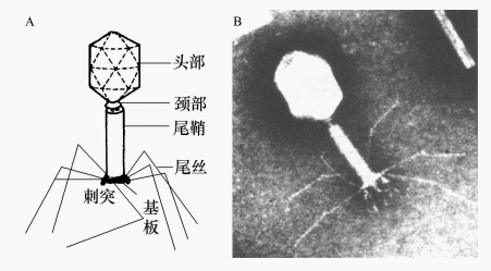 图5 有尾T噬菌体的模型(A)及电镜照片(B)