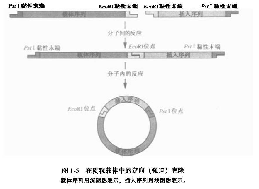 在质粒中的定向克隆