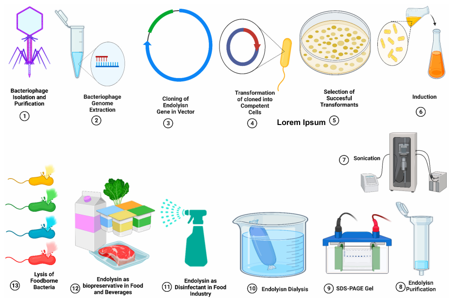 噬菌体衍生内溶素的克隆、表达和纯化。内溶素作为天然生物防腐剂的应用,旨在减少食源性致病菌对食品的污染