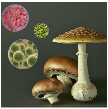 了解与食用蘑菇相关的细菌性疾病的流行病学