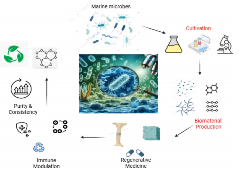 海洋微生物在生物材料生产及再生医学中的应用流程