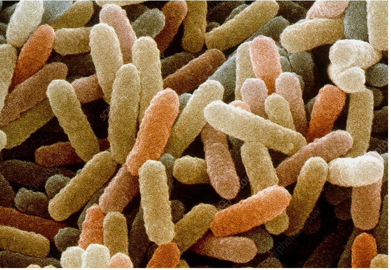 图1.Bacillus sp. 细菌的彩色扫描电子显微镜图像