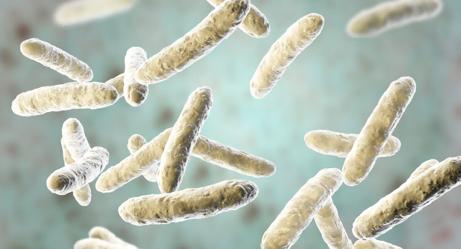 图2.大肠杆菌 Nissle 1917(Escherichia coli Nissle 1917)的显微图像