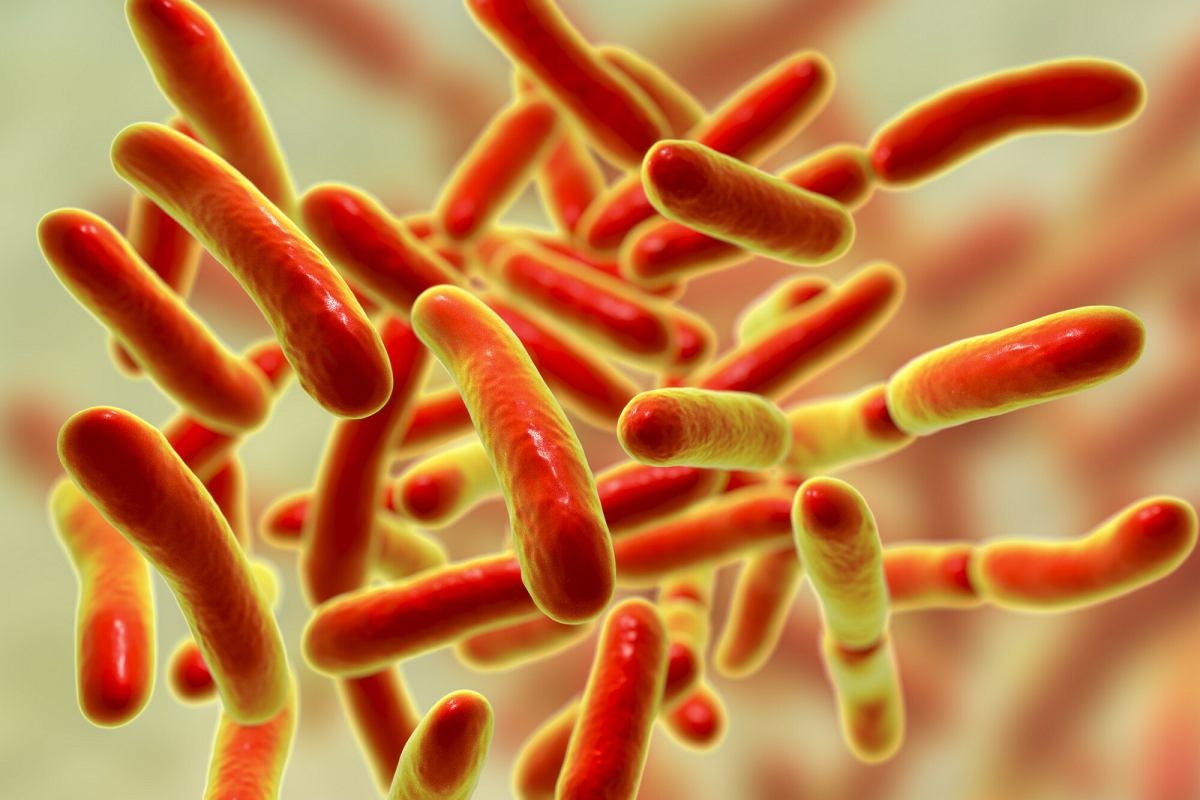 图3.普拉梭菌(Faecalibacterium prausnitzii)彩色扫描电子显微图像