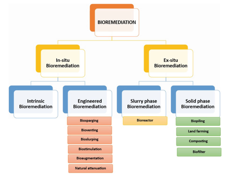 图1.生物修复的类型