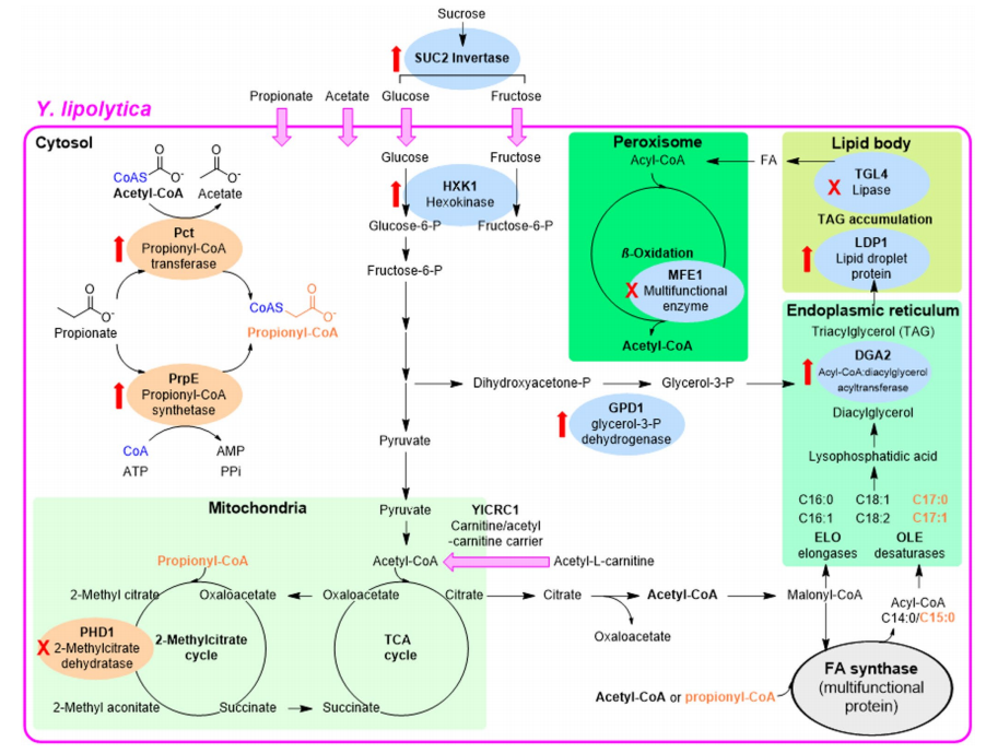 解脂耶氏酵母(Y. lipolytica)高产脂菌株(obese strains)中合成奇数链脂肪酸(OCFA)的工程化代谢途径