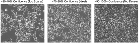 AAV_Production_in_HEK293T_Cells04.jpg