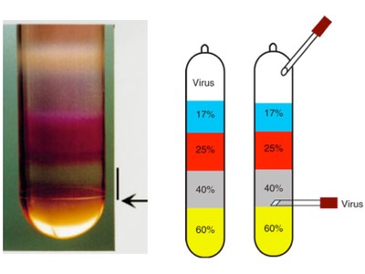 AAV_Purification_by_Iodixanol_Gradient_Ultracentrifugation03.jpg