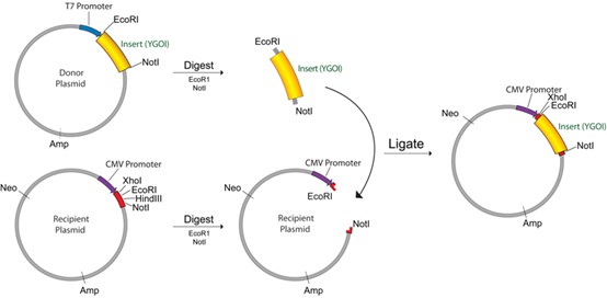 Plasmid_Cloning_by_Restriction_Enzyme_Digest01.jpg