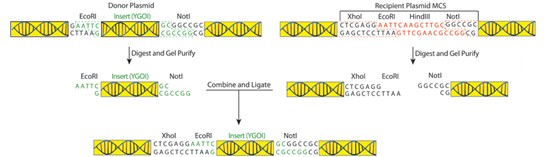Plasmid_Cloning_by_Restriction_Enzyme_Digest02.jpg